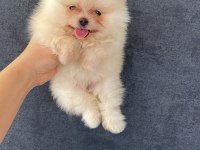 Teacup pomeranian