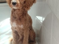 Sekiz aylık erkek maltipoo
