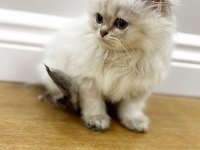 Kaliteli british longhair bebekler