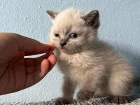 British shorthair yavru