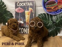 KORE POODLE YAVRULARI