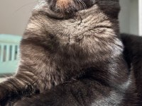 Siyah scottish fold erkek kedi