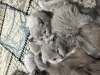 Minnoşlar kedicikler