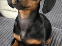 Black And Tan Dachshund Yavrularımız