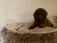 SAYFANIN EN İYİ KÖPEKLERİ İÇİN LÜTFEN İRTİBATA GEÇİNİZ