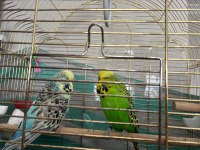 Show jumbo muhabbet kuşu yavrular