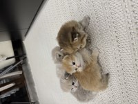 4 Adet British Longhair Yavrularımız