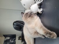 SAF KAN SECERELİ MUHTEŞEM GÜZELLİKTE KEDİLER