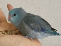 Yavru Forpus