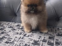 Pomeranian bebekler