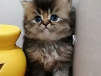 Safkam Oyuncu Uysal Bebek