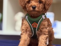 En güzel poodle bebeklerimiz sizlerle