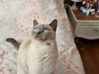 Blue point british shorthair ücretsiz sahiplendirilecek