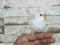 Ele Çok İyi Alışkın Muhabbet Kuşu Pamuk