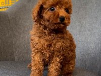 MİCRO BOY TOY POODLE YAVRULAR