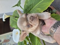 Prens ve prenses french bulldog