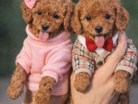 Dişi erkek toy poodle yavrular