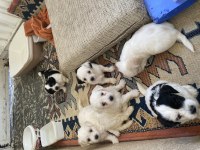 Minik canlar maltese