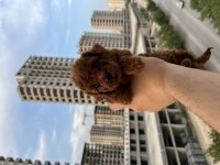 Mini Boy Toy Poodle