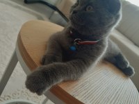 Acil sahiplenme scottish fold