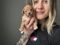 Toy poodle yavrular ruhsatlı üreticiden