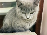 Scottish Fold dişi ve British Short Hair Erkek Dişi