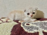 2.5 aylık scottish fold ilanda gold rengi hareketli