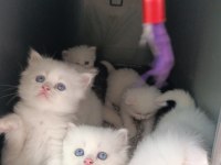 British longhair bebeklerimiz yeni yuvalarını arıyor