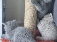British dişi ve erkek british shorthair yavrular