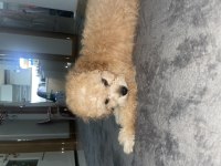 Maltipoo 3 aylik dişi