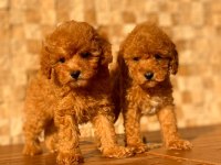 Red Toy Poodle Yavrular