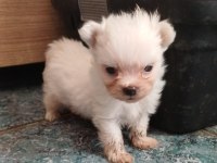 Pomeranian Yavru Köpeğimiz