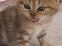 British shorthair silver safkan