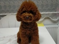 5 dişi ve 2 erkek mükemmel kalitede poodle yavrular