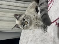 British longhair