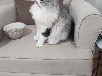 5 Aylık Maine Coon