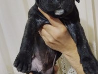 A KALİTE CANE CORSO