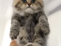 British longhair