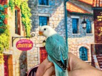 CENNET PAPAĞANI YAVRUMUZ (ÜST MUTASYON)