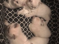 Scottish Fold ve British Shorthair Yavrular