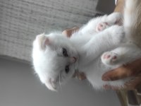 Prensesimiz dişi blue point british shorthair