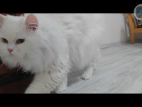 British longhair kedisi