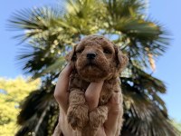 RED BROWN TOY POODLE YAVRUMUZ YENİ YUVASINA HAZIR