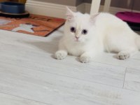 Evin havasını değişterecek dünya tatlısı bir kedidir