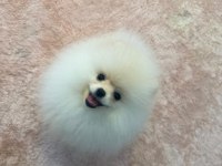Çok güzel pamuk dişi pomeranian