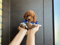 Show kalite toy poodle yavruları