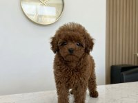 5 Aylık Dişi Teacup Poodle Üst Kalite Kore Pasaportlu