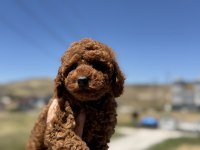 Petmode köpek çiftliğinden toy poodle yavrular