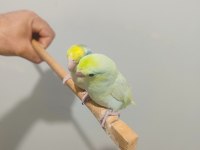 Forpus Papağanlarımız