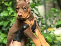 HARİKA DİŞİ DOBERMAN BEBEKLER